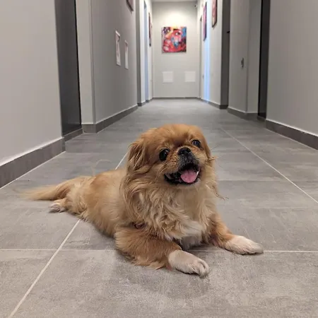 Dorm Bg Pet-friendly