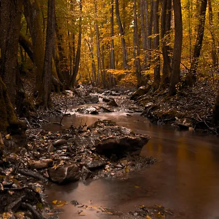 Dorm Bg Pet-friendly Apartmanhotel 3*