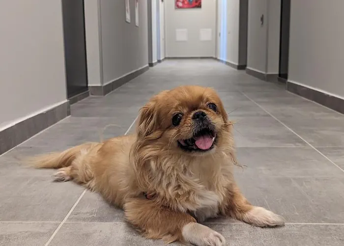 Dorm Bg Pet-friendly